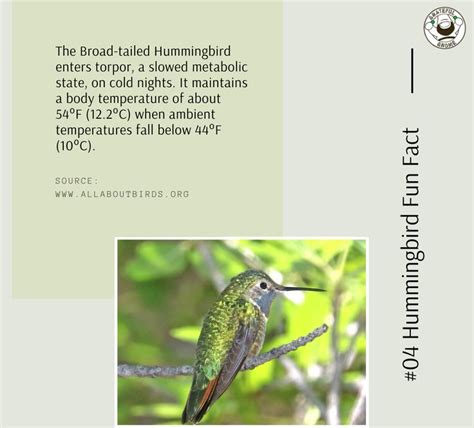 Hummingbird Fun Fact Fun Facts Hummingbird Hummingbird Migration