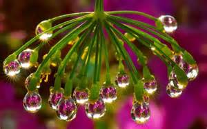 Natures Droplets Desktop Wallpaper X Unusual Flowers Rare