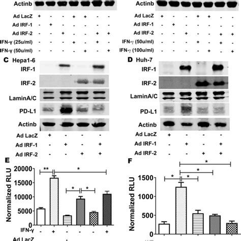 Irf Irf Pd L Mrna Expression Were Decreased In Hcc Tumor