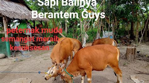 Peternak Sapi Lokal Calon Sapi Kurban Tahun Nanti Peternakmuda