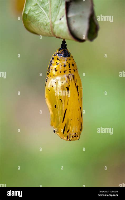 Butterfly Chrysalis