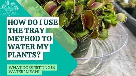 How Do I Water My Venus Flytrap What Is The Tray Method Youtube