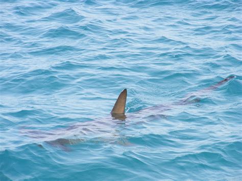 Balene Squali Delfini Tartarughe E Razze Crescono Gli Avvistamenti