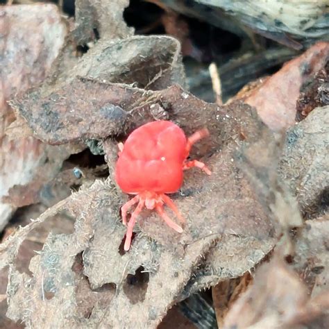 Rote Samtmilbe Rote Samtmilbe Trombidium Holosericeum C Flickr