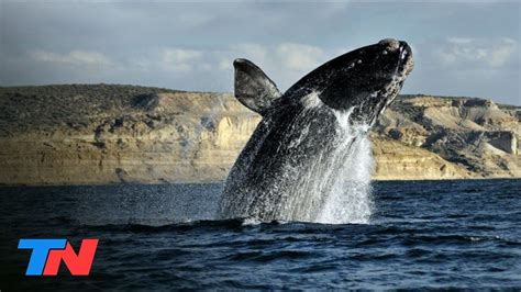 El Show De Las Ballenas Francas En Pen Nsula Vald S Youtube