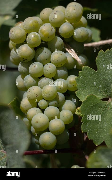 White Wine Grapes On The Vine Stock Photo Alamy