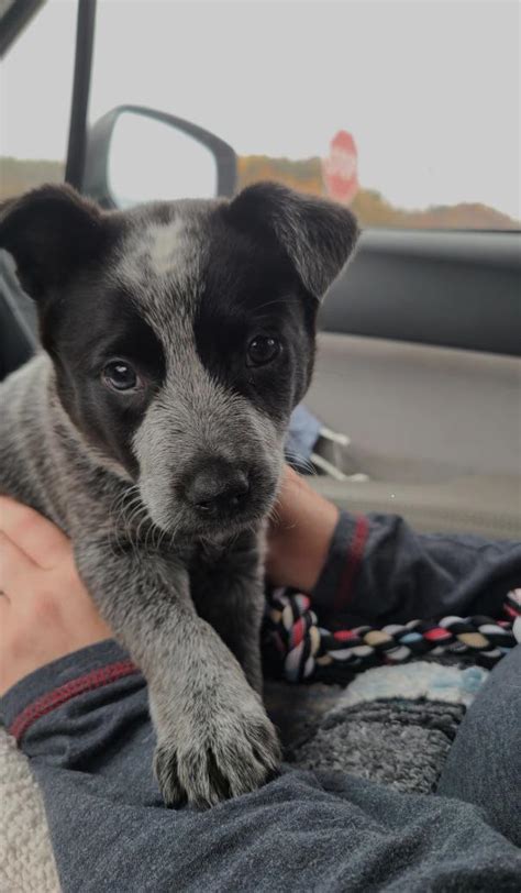 what should i name him (blue heeler) : r/AustralianCattleDog