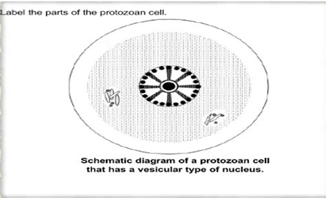 Solved Label The Parts Of The Protozoan Cellschematic