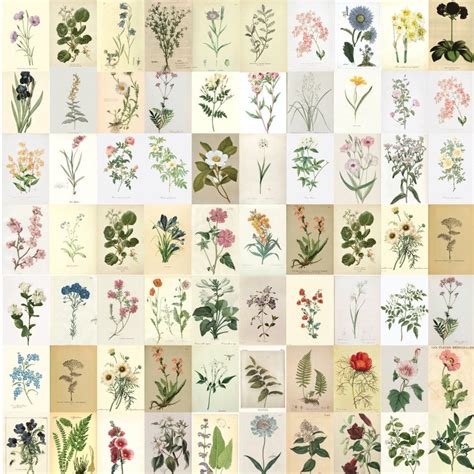 Pcs Botanical Wall Collage Kit Botanical Cottagecore Room Decor