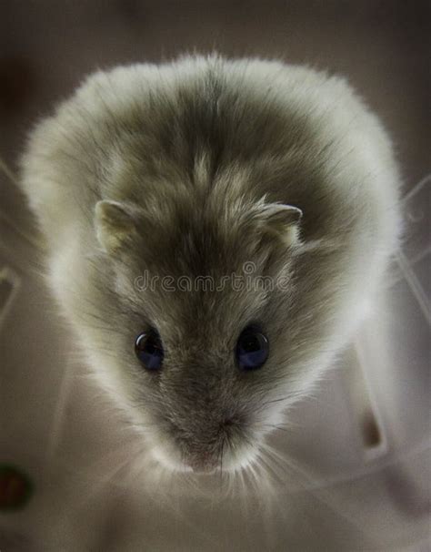 Campbell Dwarf Hamster Babies Stock Image - Image of babies, pheodopus ...