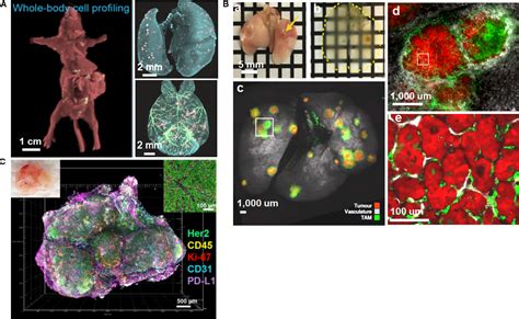 Tissue Clearing Technique Recent Progress And Biomedical Applications