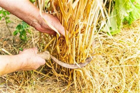 Harvesting your Wheat - Food Gardening Network