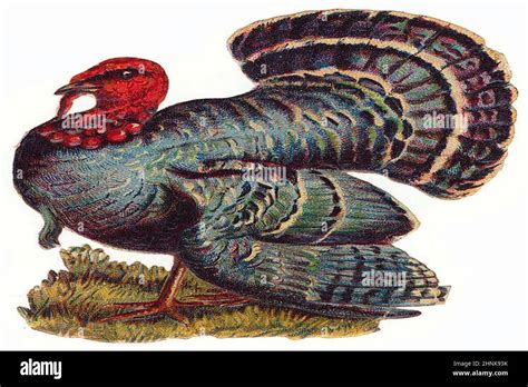 Vintage Victorian bird illustrations Stock Photo - Alamy