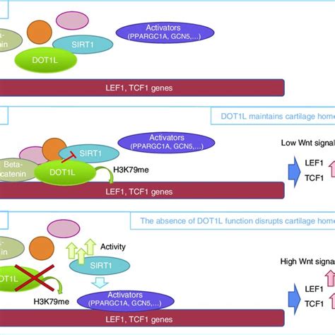 Model For The Role Of DOT1L In Cartilage Upon Wnt Signalling