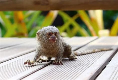 Finger Monkey Facts Pygmy Marmoset Facts