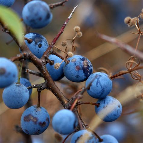 Ранняя синяя ягода - 74 фото