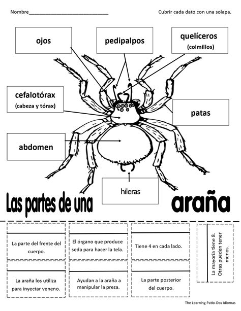 Los Tipos De Ar Cnidos Que Existen Y Sus Caracter Sticas