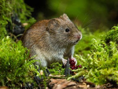 Vole | Description, Types, Rodent Behavior, Habitat, Diet, & Facts ...