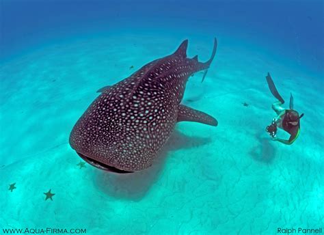 Mafia Island Whale Shark Research Conservation Dive Snorkel Diving