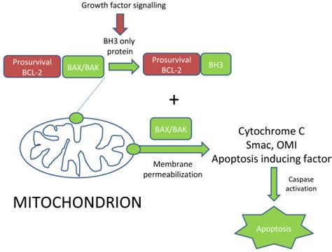 Mitochondrial Apoptosis Pathway Mitochondria Are Effectors For Cell