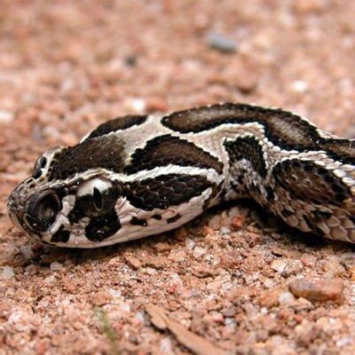 Indian scientists find clue to Alzheimer's cure in Russell's viper venom