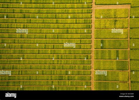 Canola Field With Divisions For Testsaat Landwirtschft Agricultural