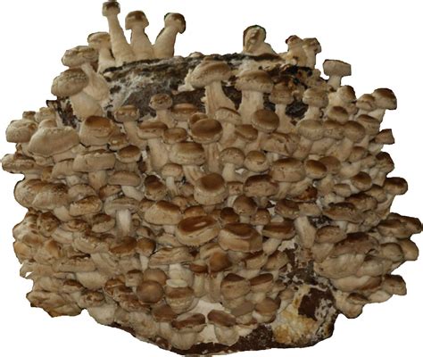 Hawlik Pilzbrut 3 KG BIO Shiitake Kultur zum selber züchten XXL