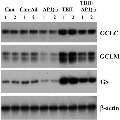 Effect Of TBH And Dominant Negative C Jun AP1 On Steady State MRNA