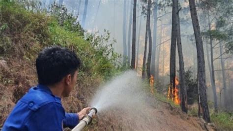 Diduga Karena Puntung Rokok 1 Hektare Hutan Pinus Hangus Terbakar Di