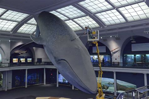 American Museum of Natural History’s iconic blue whale gets its annual ...