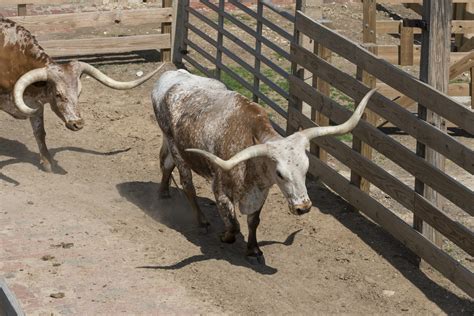 Longhorn Cattle Free Stock Photo - Public Domain Pictures