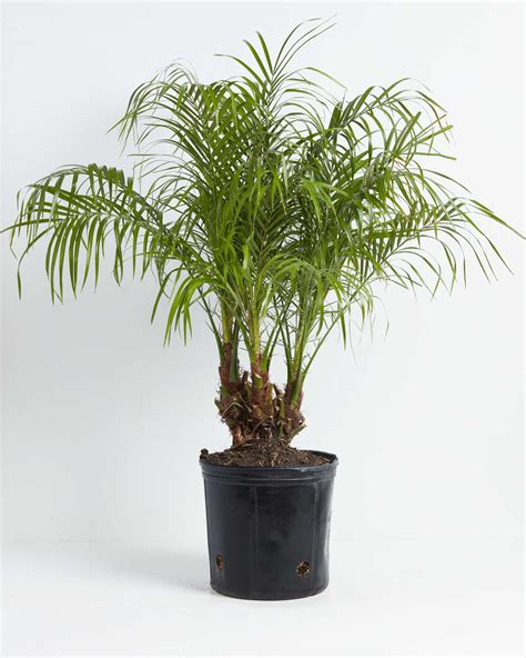 Pygmy Date Palm Tree, Full Grown Options & Care Guide