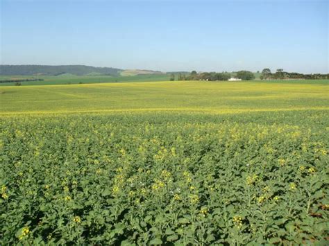 Benef Cios Da Planta O De Canola Universo Agrogalaxy