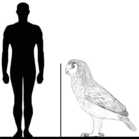 Ornimegalonyx The Cuban Giant Owl On Record As The Largest Owl