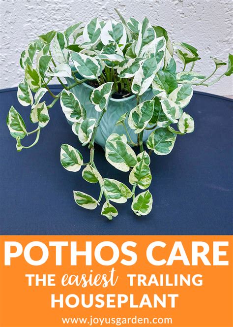 Pothos Plant Care The Easiest Trailing Houseplant 2024 Guide