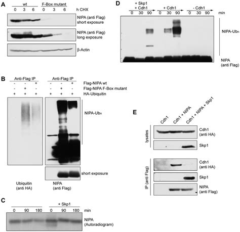 Binding To Skp1 Protects Nipa From Apc C Cdh1 Mediated Degradation A Download Scientific