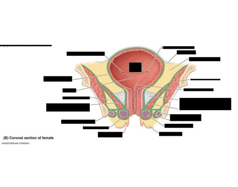 FEMALE pelvic fascia Quiz