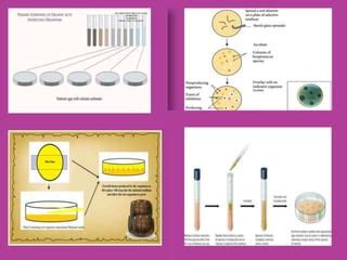 Upstream And Downstream Processing Of Fermentation Pptx