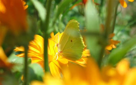 Wallpaper Sunlight Nature Grass Yellow Flowers Butterfly Insect Blossom Autumn Leaf