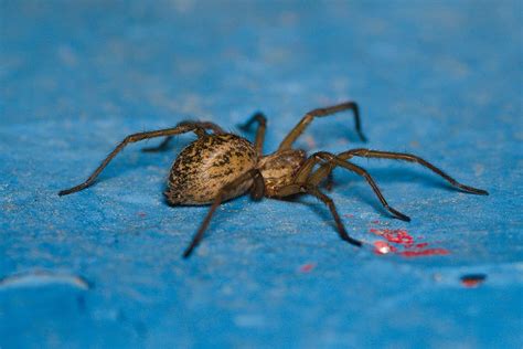 Why Do Spiders Have 8 Legs Animals Around The Globe