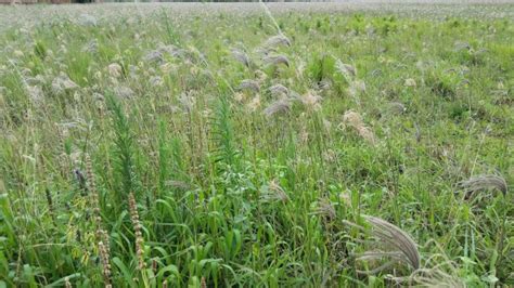 Capim Amargoso Uma Planta Daninha De Dif Cil Controle Revista Campo