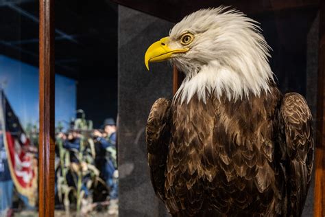 Old Abe Wisconsins War Eagle Wisconsin Veterans Museum