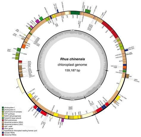 Genes Free Full Text Variation Among The Complete Chloroplast