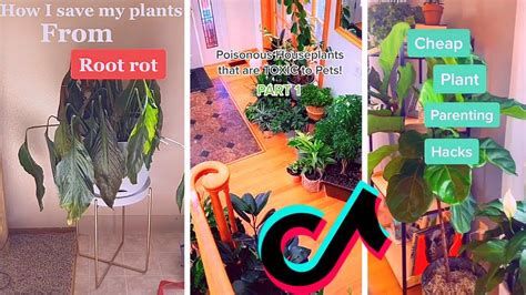 Plant Tiktok Compilation Youtube