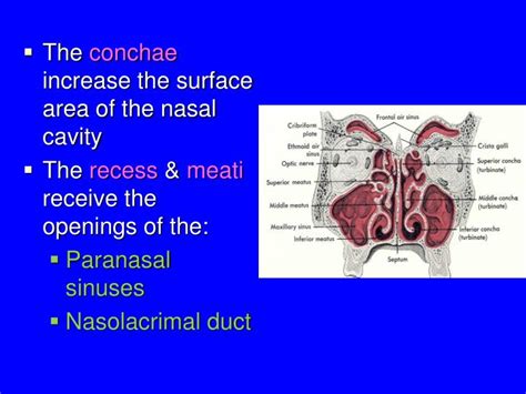 Ppt Nose Nasal Cavity And Paranasal Sinuses Powerpoint Presentation Id 3070643