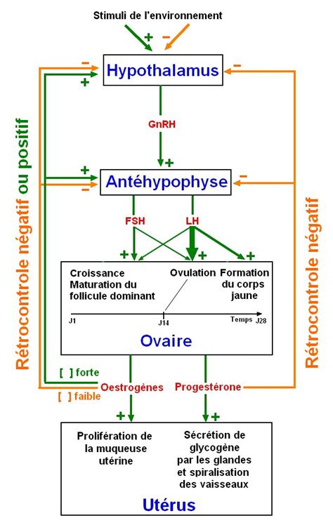 Quelle Est La Nature De La Relation Existant Entre Hypophyse Et Ovaires