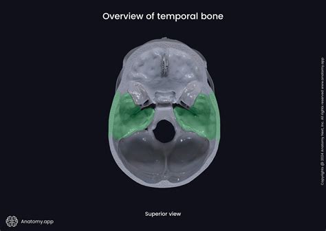 Overview Of Temporal Bone Superior View Media Library Anatomy App