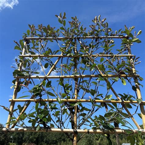 Photinia Fraseri Red Robin Groenblijvende Leiboom Palmexpert Nl