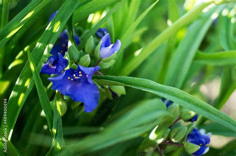 Small blue flowers in green foliage, close-up Stock Photo | Adobe Stock