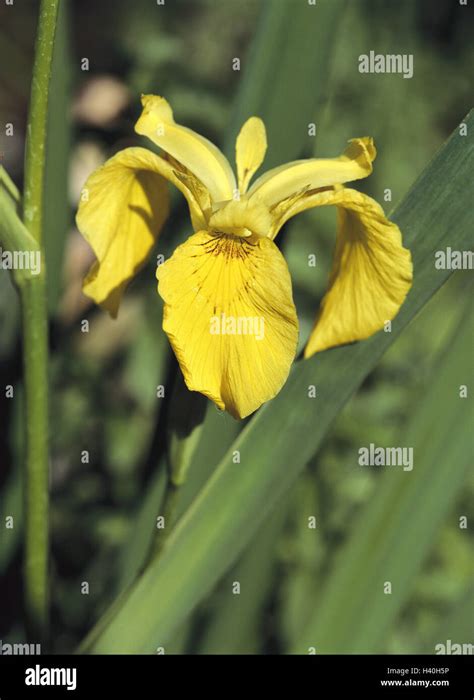 Yellow Iris Iris Pseudacorus Detail Blossom Yellow Nature